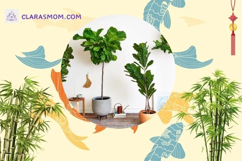 Cách bài trí cây bàng Singapore theo phong thủy