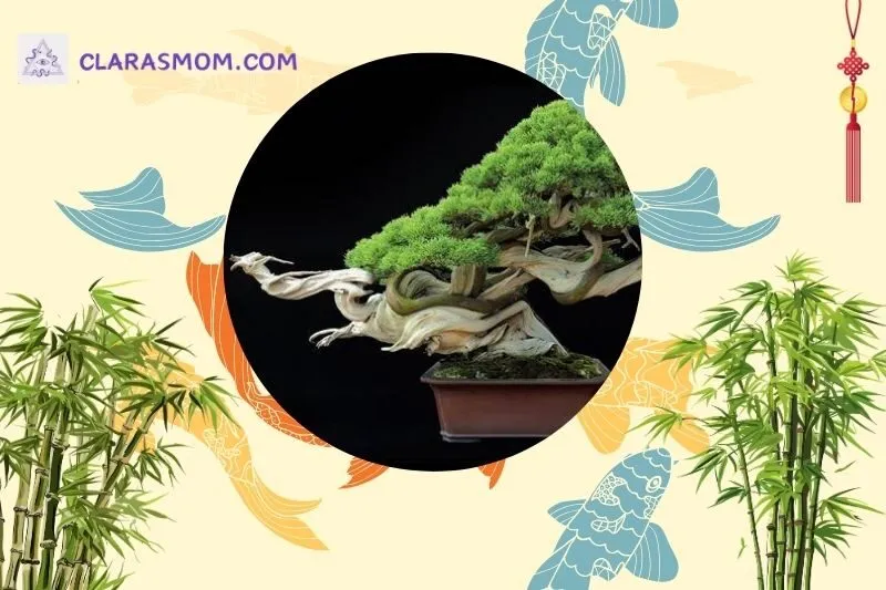 Cách bài trí cây bonsai phong thủy trong nhà và văn phòng
