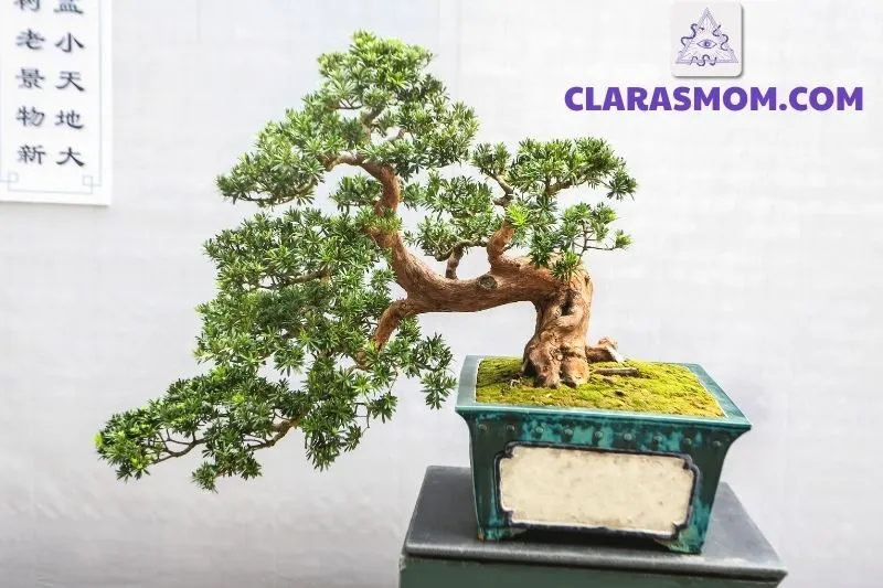 Cách bài trí cây cảnh phong thủy để tối ưu hóa tài lộc và năng lượng