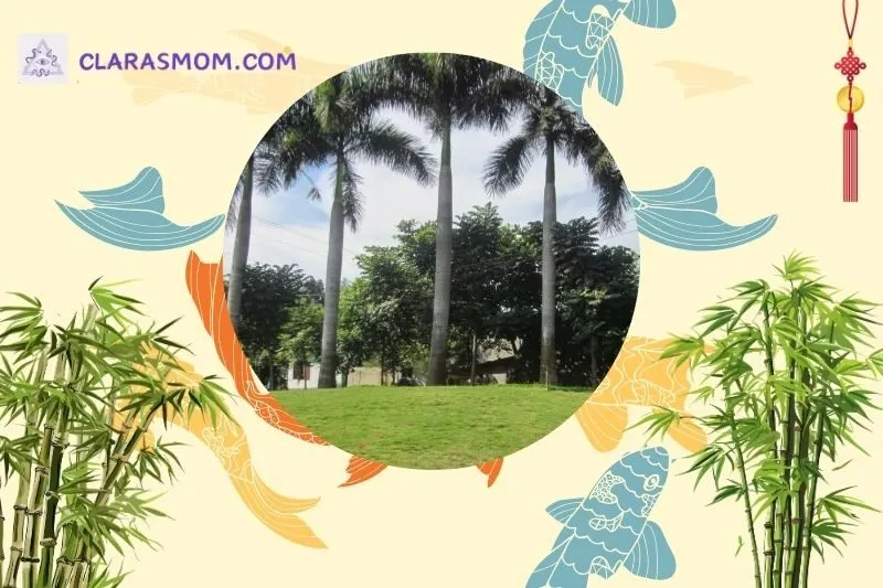 Cách bài trí cây cau vua theo phong thủy