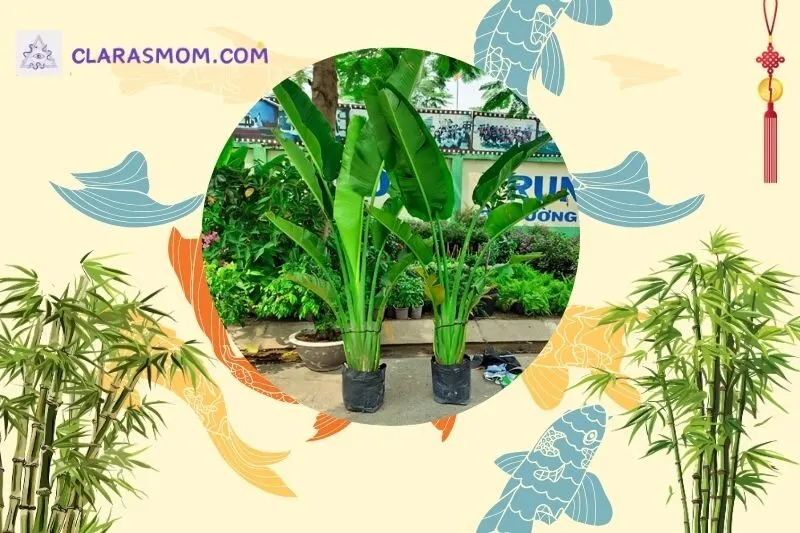 Cách bài trí cây chuối cảnh phong thủy trong nhà