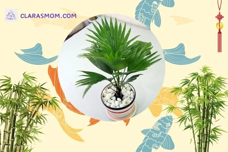 Cách bố trí cây cọ cảnh phong thủy