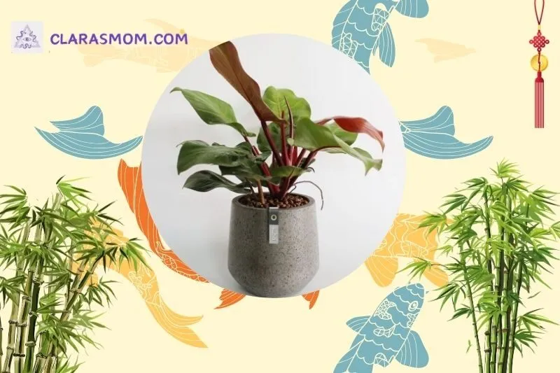 Cách bài trí cây đế vương trong nhà và văn phòng