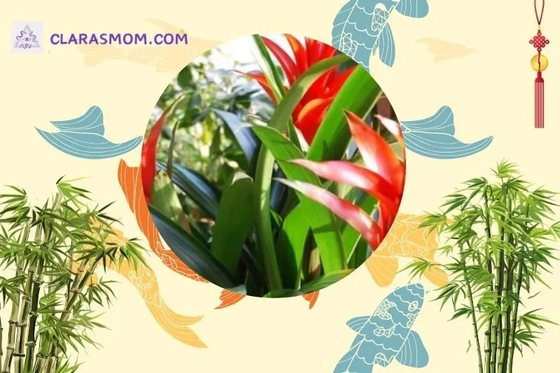 Cách bài trí cây dứa cảnh nến hợp phong thuỷ