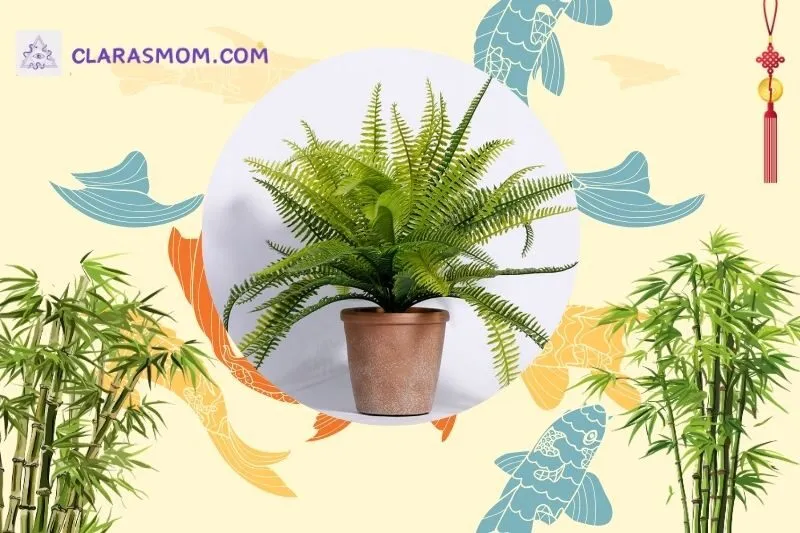 Cách bài trí cây dương xỉ phù hợp phong thủy