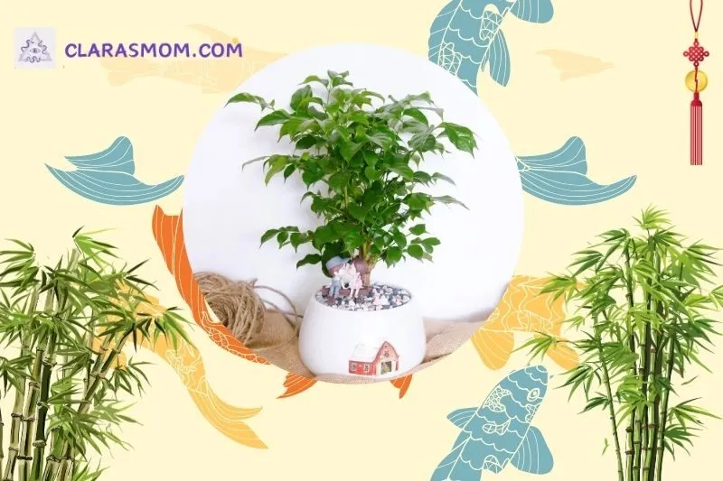 Cách bài trí cây hạnh phúc trong không gian sống