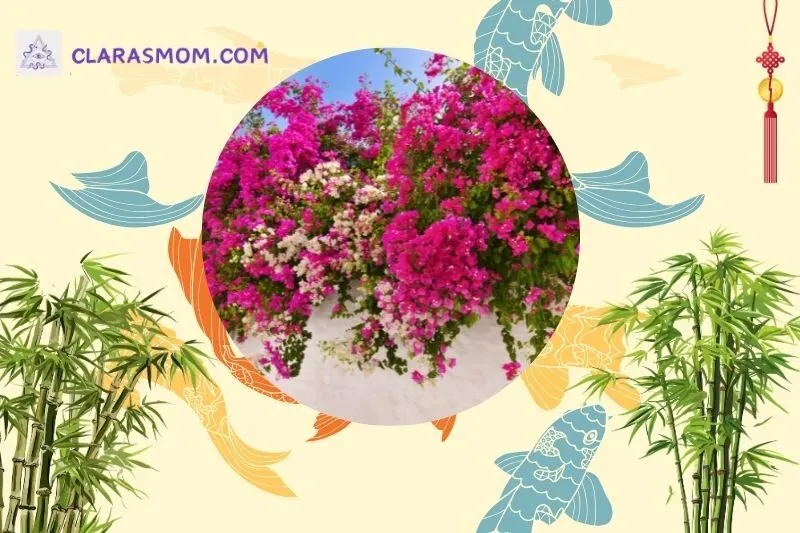 Bài trí đặt cây hoa giấy trong nhà để tối ưu phong thủy