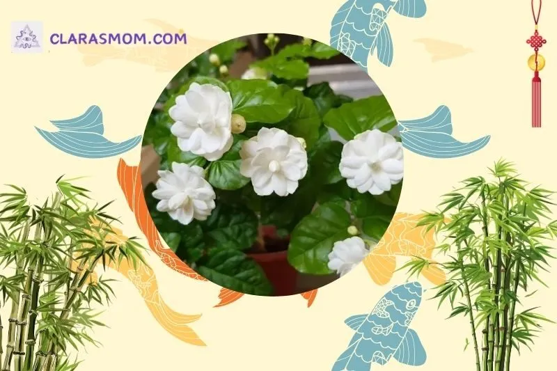 Bài trí cây hoa nhài trong không gian sống
