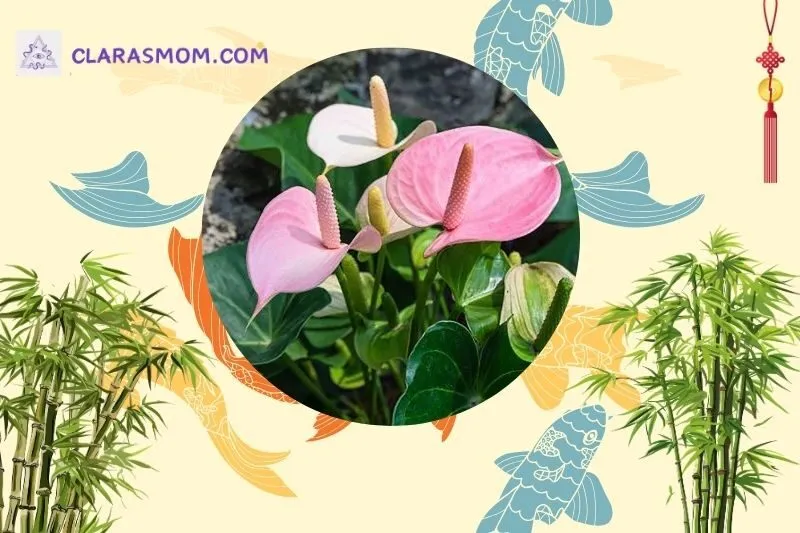 Cách bài trí cây hồng môn trong không gian sống và làm việc