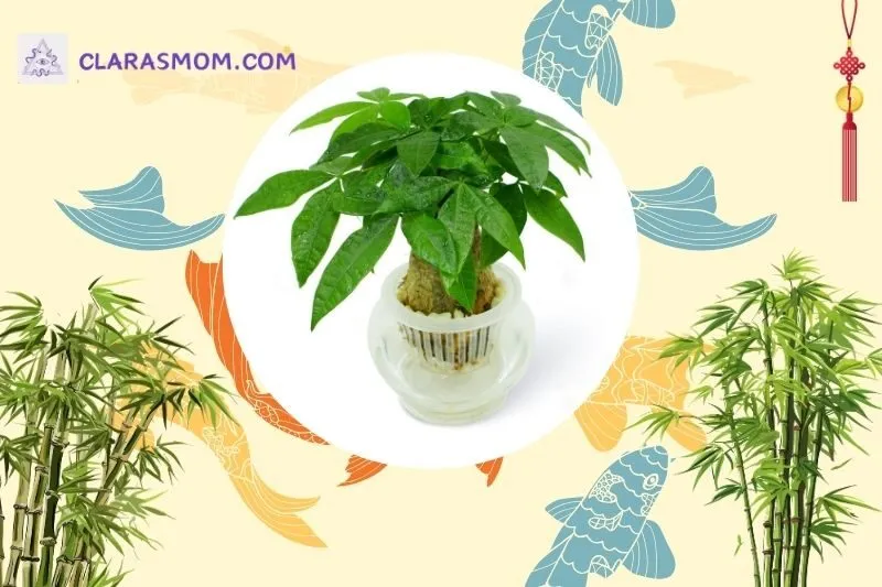 Cách bài trí cây kim ngân phong thuỷ trong không gian sống