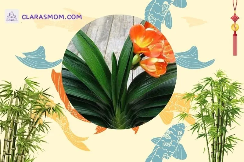 Cách bài trí cây lan quân tử để đạt hiệu quả phong thủy cao nhất
