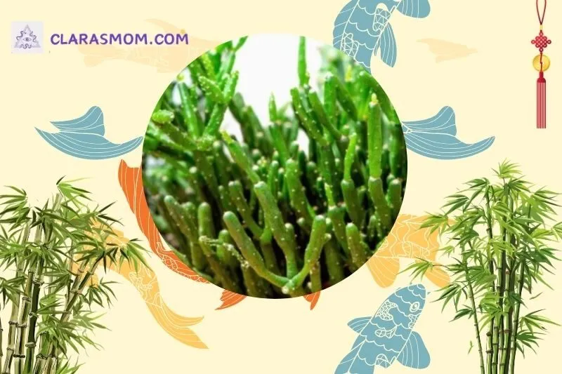 Cách bài trí cây Lộc Nhung trong nhà hợp phong thủy