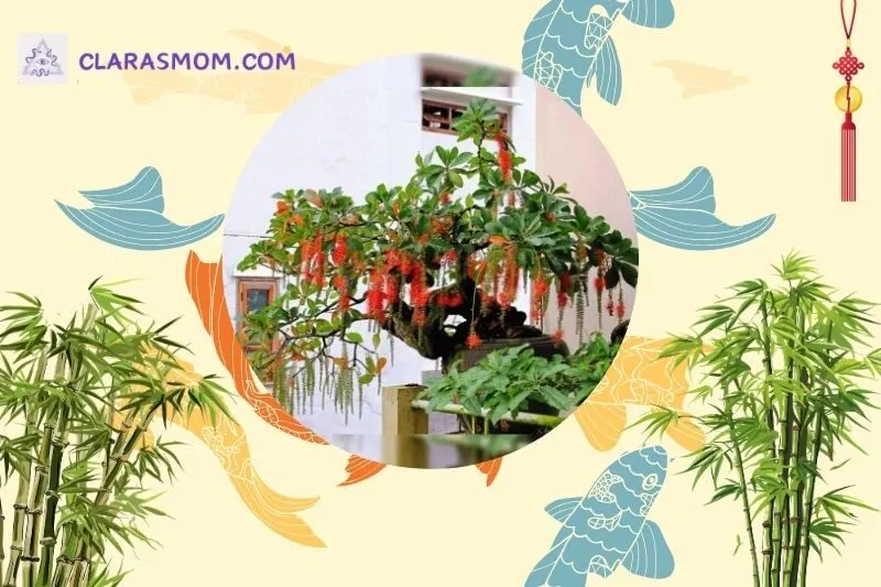 Cách bài trí cây lộc vừng hợp phong thủy