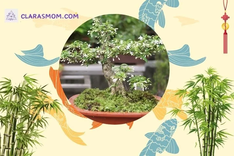 Cách bài trí cây mai chiếu thủy trong nhà và ngoài trời