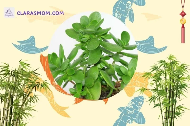 Cách Đặt Cây Ngọc Bích Để Mang Lại Tài Lộc Và May Mắn