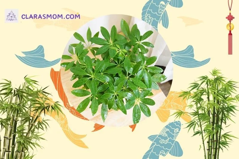 Cách bài trí cây ngũ gia bì hợp phong thủy