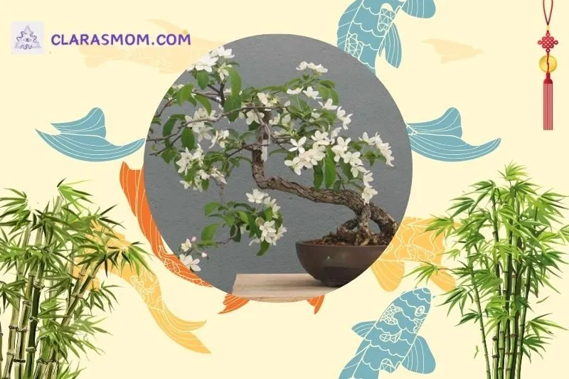 Cách bài trí cây nguyệt quế trong không gian sống