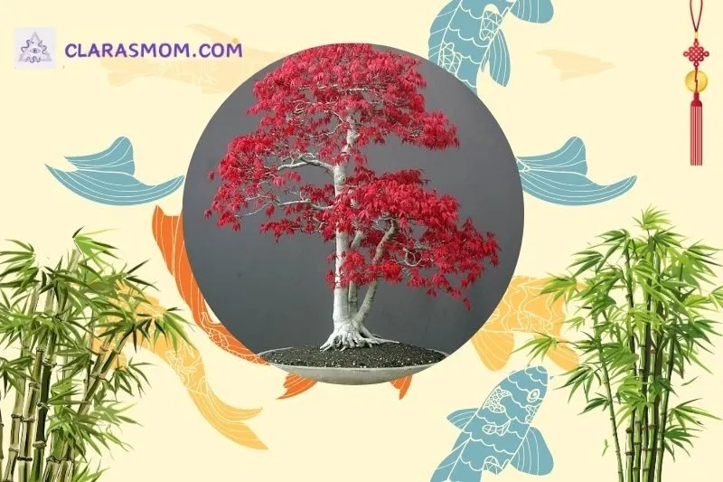 Cách chọn và bài trí cây phong lá đỏ hợp phong thủy