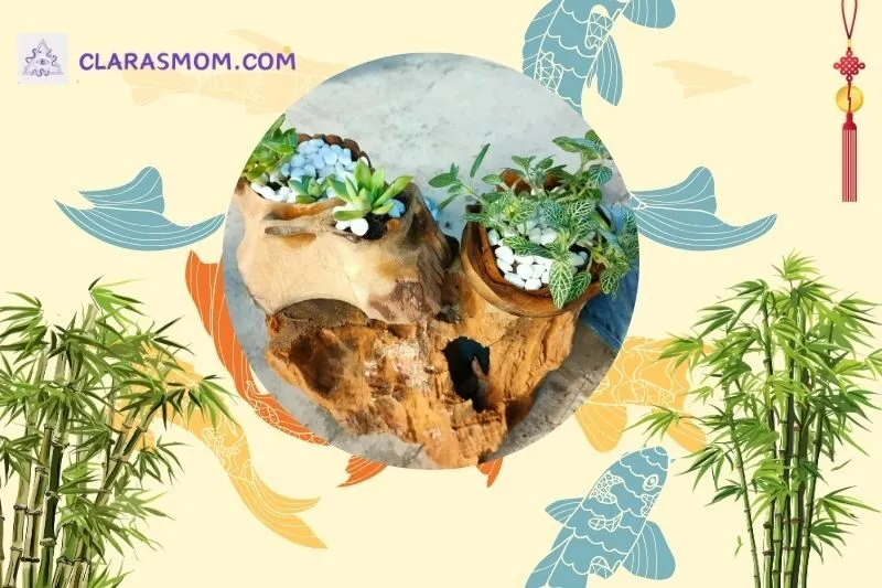 Cách bài trí cây sen đá phong thủy đúng cách