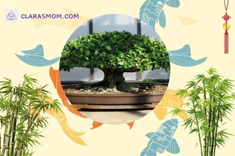 Cách bài trí cây si cảnh phong thủy trong không gian