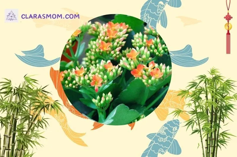 Cách bài trí cây sống đời phong thủy trong nhà