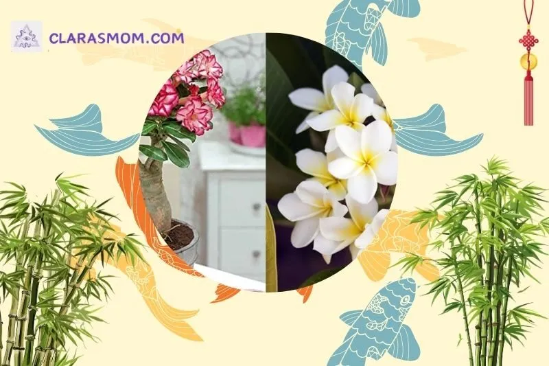 Cách bài trí cây sứ Thái hợp phong thủy