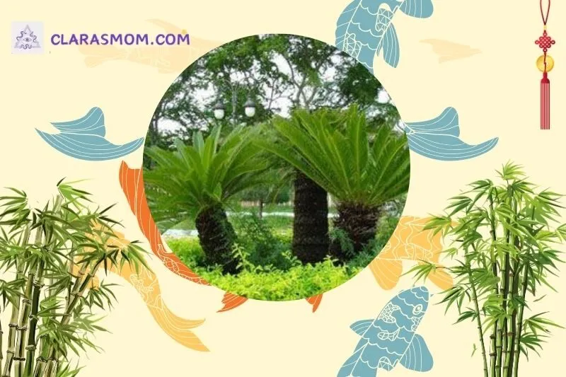 Cách bài trí cây thiên tuế để tối ưu phong thủy