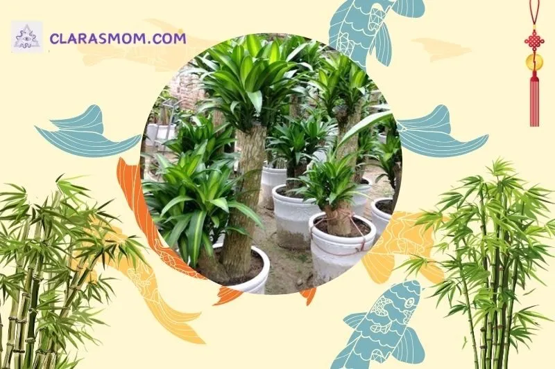 Cách bài trí cây thiết mộc lan trong phong thủy