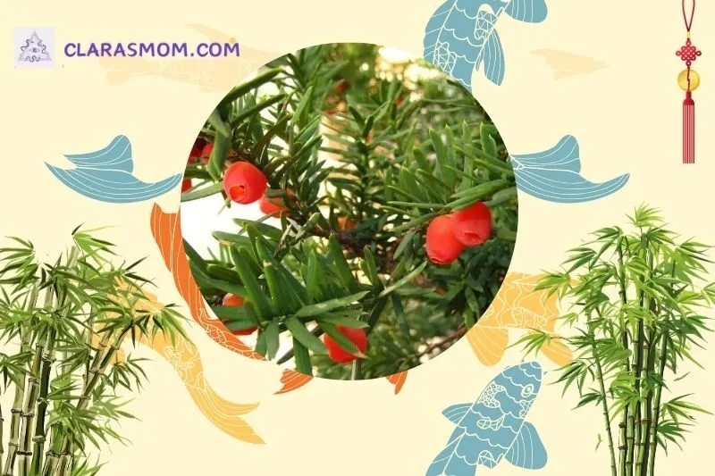Cách bài trí cây thông đỏ hợp phong thủy