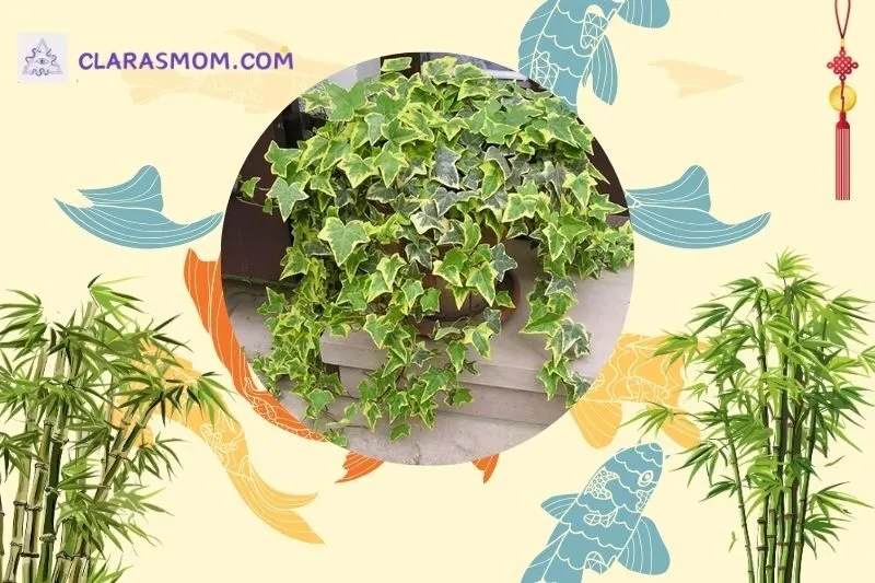 Cách bài trí cây thường xuân phong thủy trong không gian sống