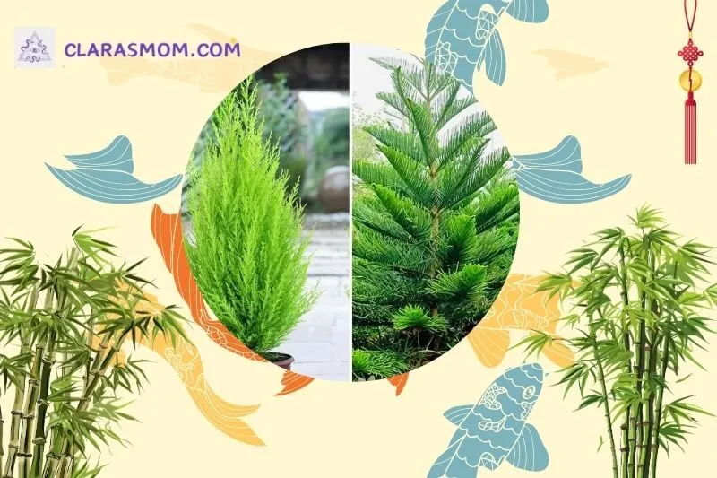 Các vị trí bài trí cây tùng bách phong thủy trong nhà và sân vườn