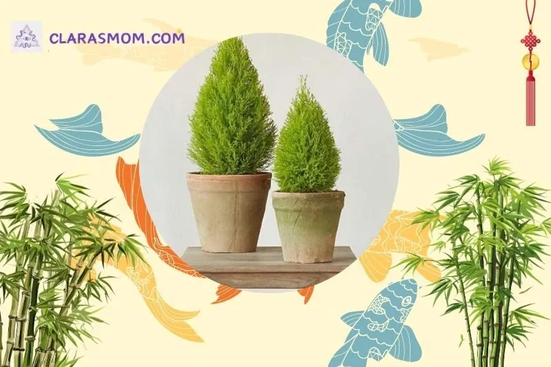 Cách bài trí cây tùng thơm để tăng cường phong thuỷ