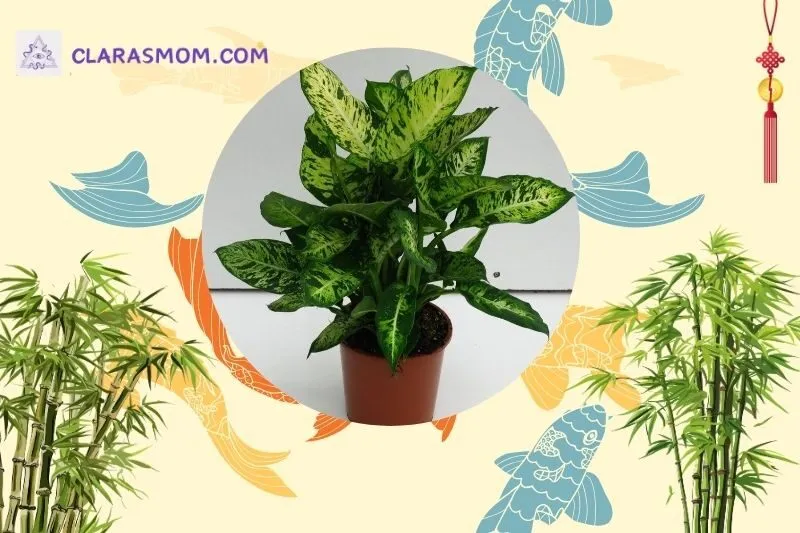 Cách bài trí cây Vạn Niên Thanh phong thủy trong không gian sống