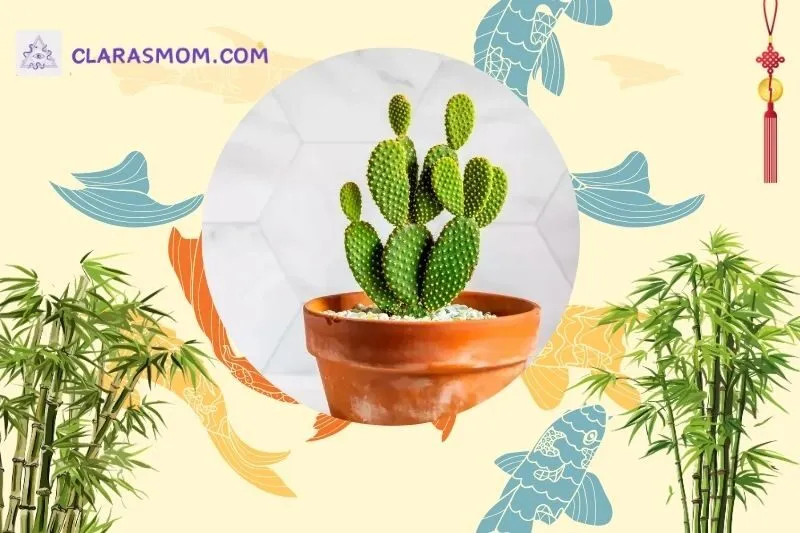 Vị trí và cách bài trí cây xương rồng theo phong thủy