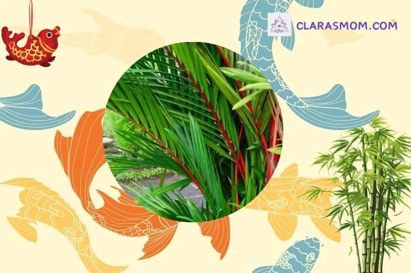 Cách chọn cây cau đỏ phù hợp với phong thủy gia đình