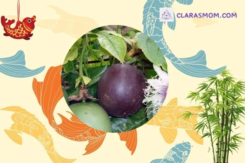 Cách chọn lựa cây chanh leo hợp mệnh