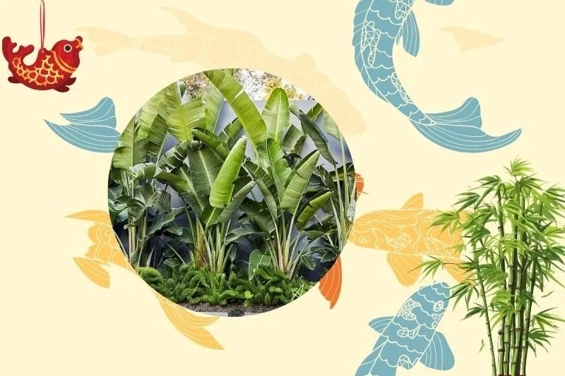 Cách chọn cây chuối cảnh phong thủy phù hợp