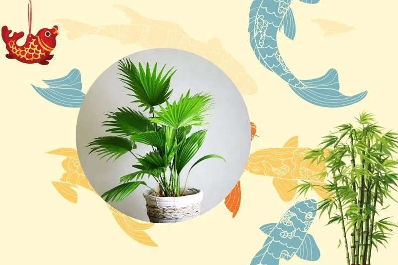 Cách chọn cây cọ cảnh phong thủy phù hợp