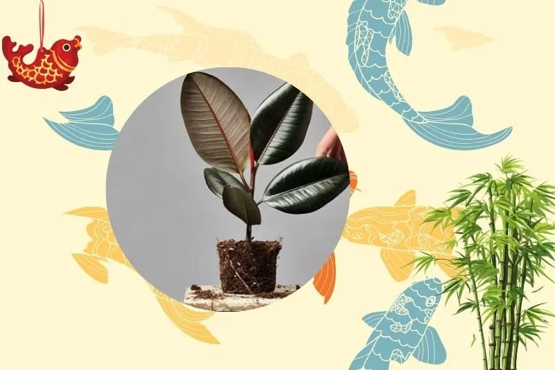 Cách chọn cây đa búp đỏ phù hợp với từng không gian