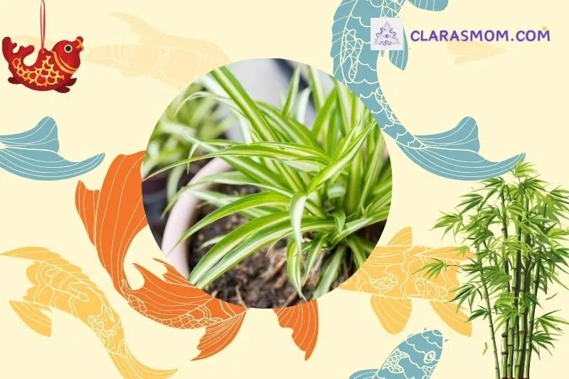 Cách chọn cây dây nhện hợp mệnh và tuổi