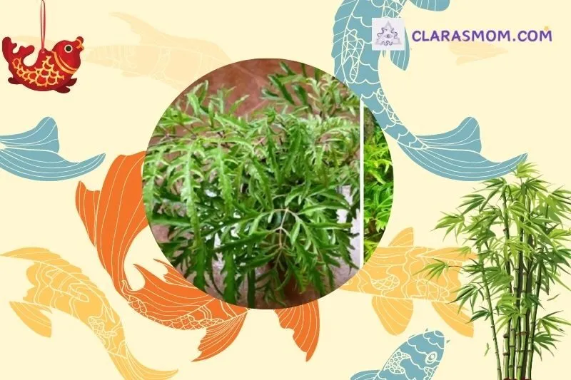 Cách chọn cây đinh lăng phù hợp với mệnh gia chủ