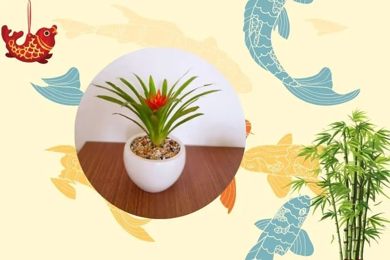 Chọn cây dứa cảnh nến theo mệnh và tuổi