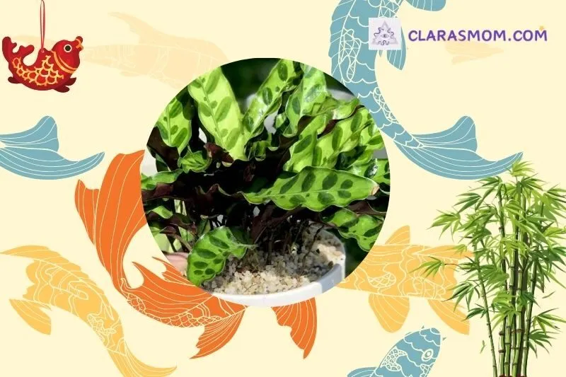 Cây Đuôi Công Hợp Với Mệnh Và Tuổi Nào?