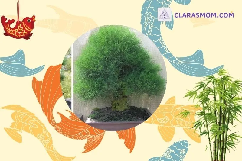 Cách chọn cây dương liễu phong thủy phù hợp với mệnh gia chủ
