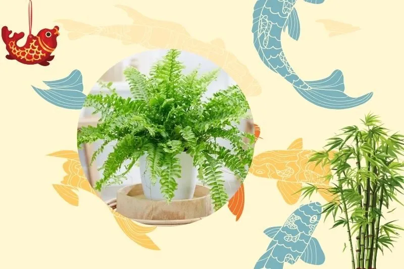 Cây dương xỉ phù hợp với mệnh nào?