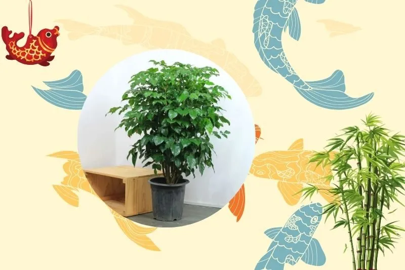 Cách chọn cây hạnh phúc phù hợp với mệnh