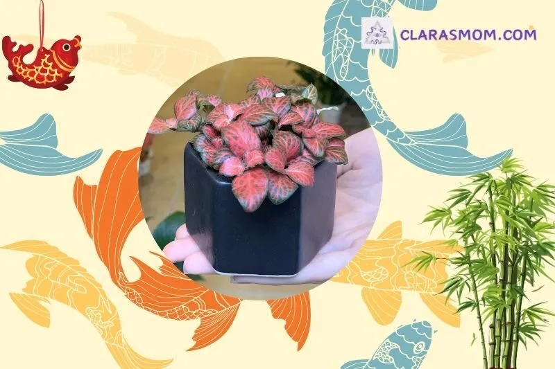 Cách chọn cây hoa cẩm nhung đỏ phù hợp với mệnh