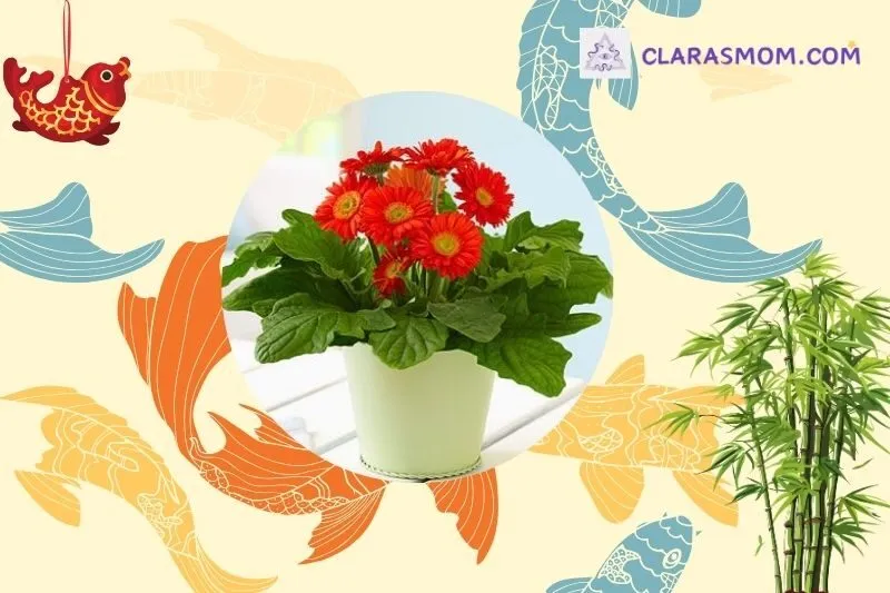 Cách chọn cây hoa đồng tiền hợp mệnh và tuổi