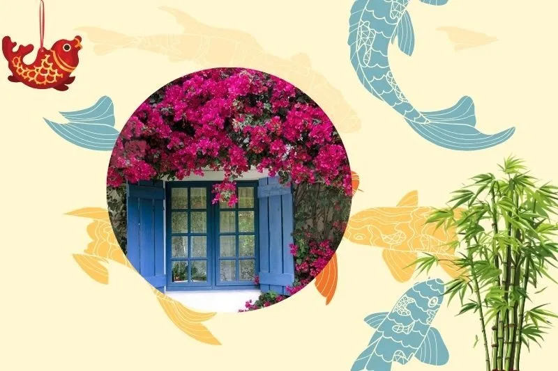 Chọn cây hoa giấy phù hợp với mệnh và tuổi