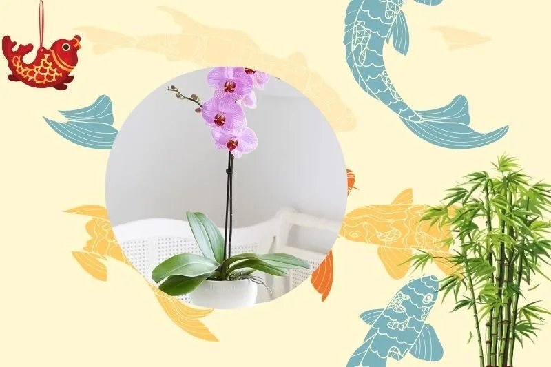 Cách chọn cây hoa lan phong thủy phù hợp với mệnh